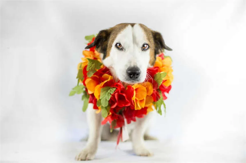 2-Minute Post-Meal Walk: The Easy Trick to Lower Blood Sugar Fast