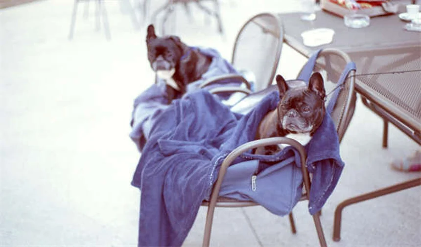 Novavax COVID-19 Vaccine: What You Need to Know About This New Option